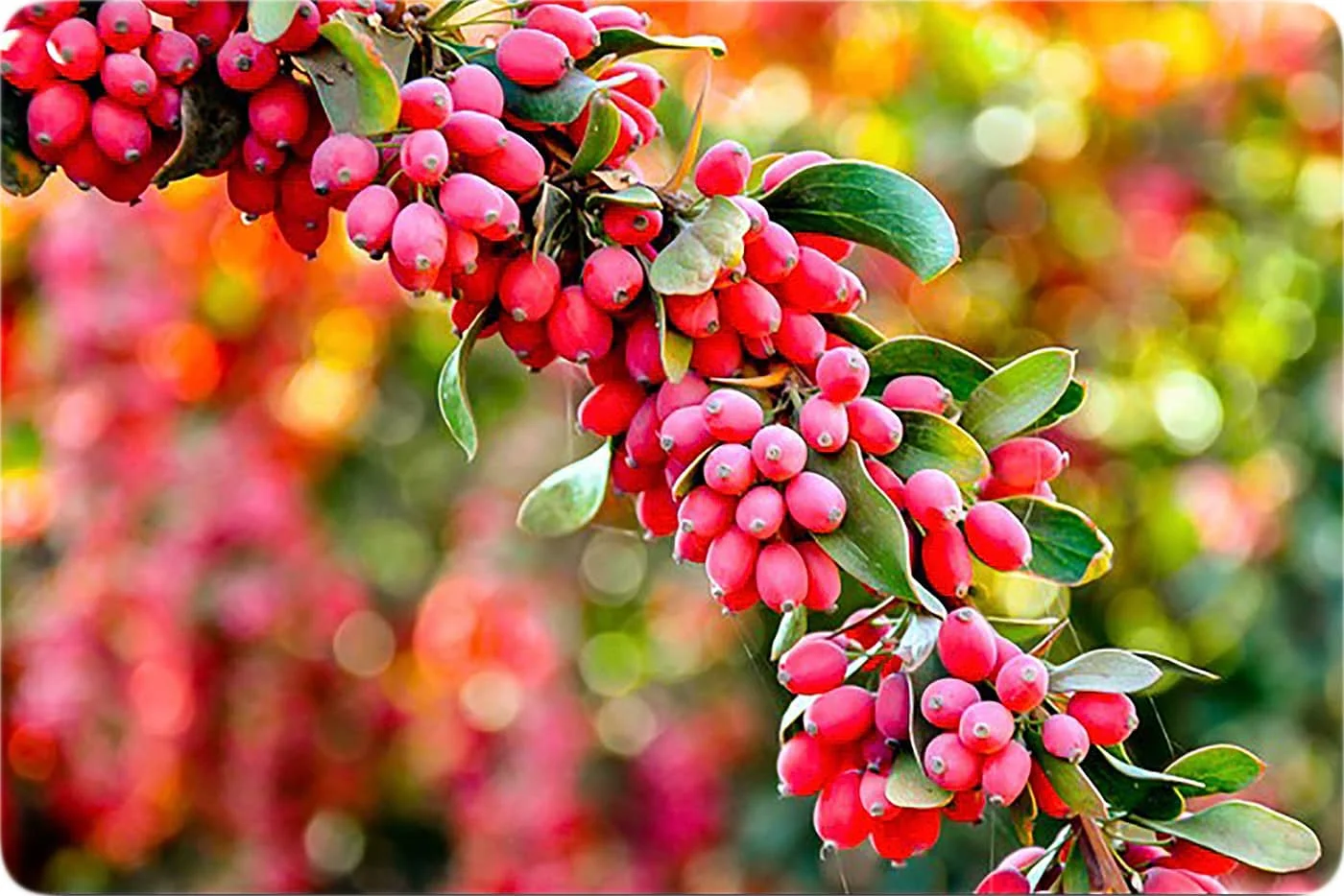 زرشک - زعفران نامی